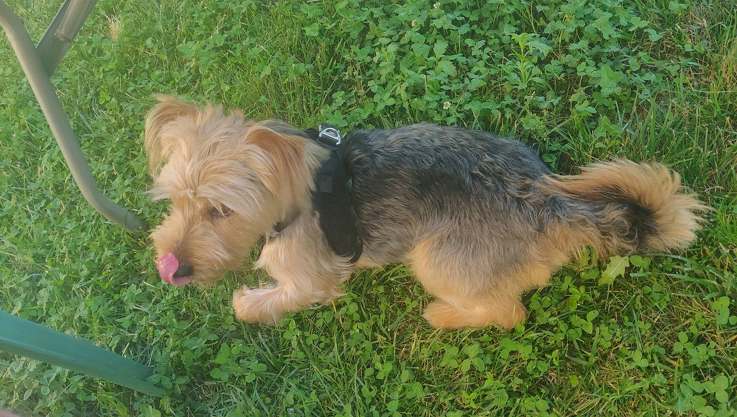 Nillow a rejoint le concours — aidez-le/la à gagner de superbes lots ! bosnian_coarse_haired_hound, canidae, carnivore, catalan_sheepdog, companion_dog, dandie_dinmont_terrier, dog, dog_breed, dutch_smoushond, glen_of_imaal_terrier, grand_basset_griffon_vendeen, mammal, norwich_terrier, rare_breed_dog, small_terrier, sporting_group, sporting_lucas_terrier, terrier, vertebrate, welsh_terrier