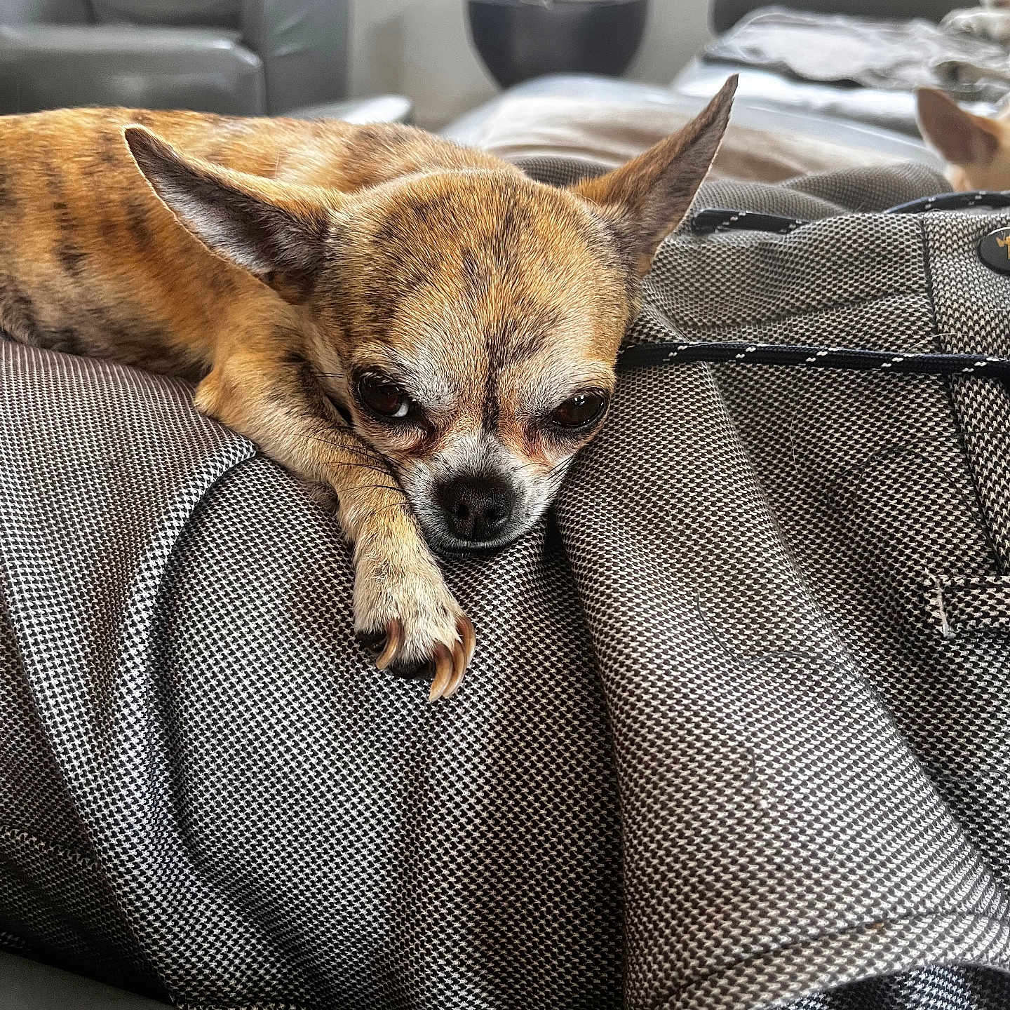 Rounours participe au concours pour gagner de l'argent avec cette photo : animal, armchair, blanket, canine, chair, chihuahua, cockerspaniel, couch, cushion, dog, furniture, homedecor, hound, indoors, interiordesign, linen, person, pet, puppy, sleeping