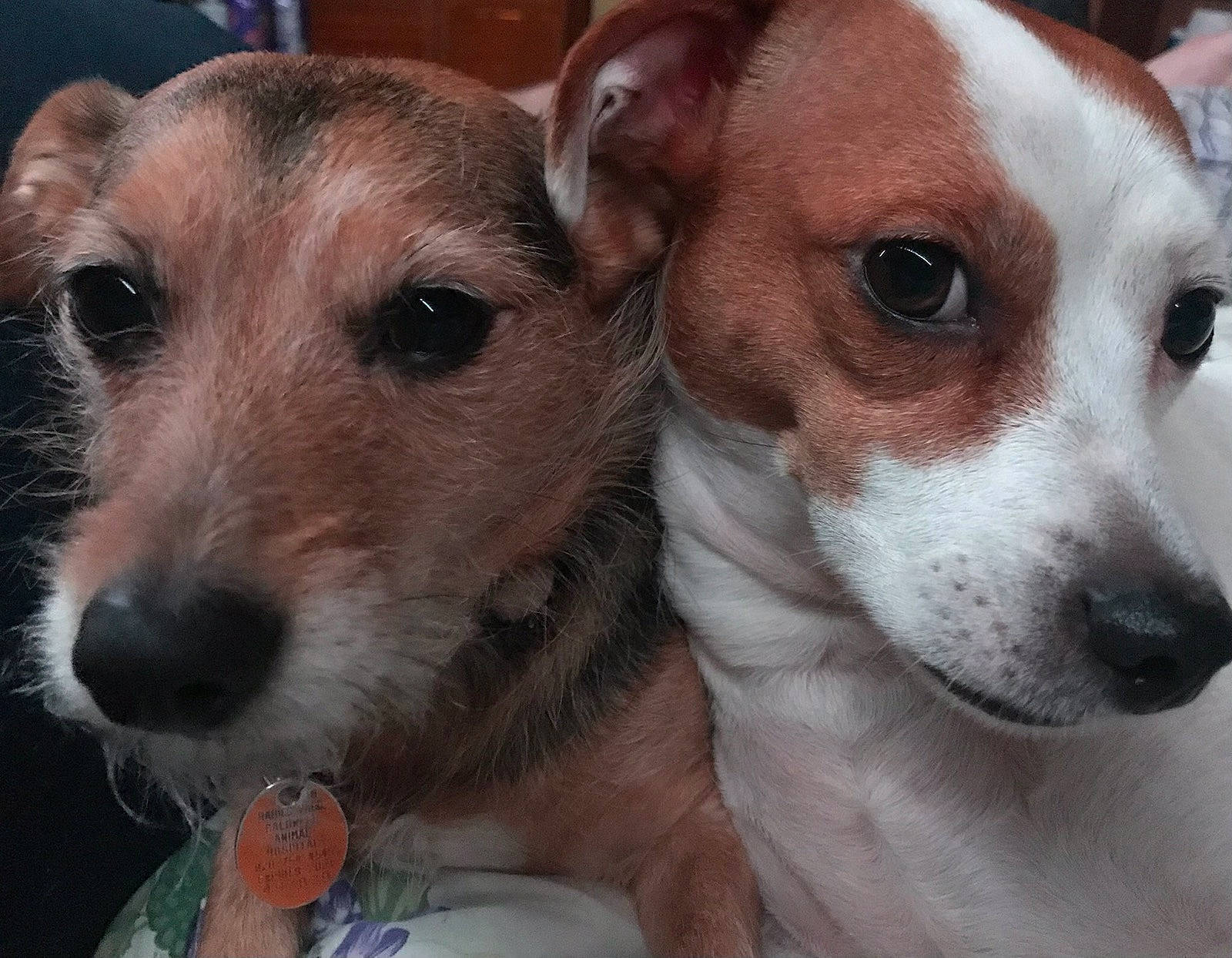 June Carter joined the competition — help win amazing prizes! canidae, carnivore, collar, companion_dog, dog, dog_breed, fawn, fur, irishjacks, non_sporting_group, snout, sporting_group, terrestrial_animal, toy_dog, whiskers, working_animal