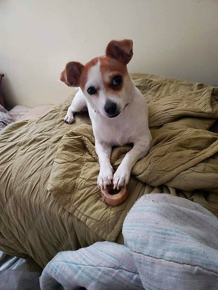 Baby joined the competition — help win amazing prizes! bean_bag, canidae, carnivore, collar, comfort, companion_dog, dog, dog_breed, dog_supply, fawn, fur, linens, paw, snout, sporting_group, tail, terrier, toy_dog, whiskers, working_animal