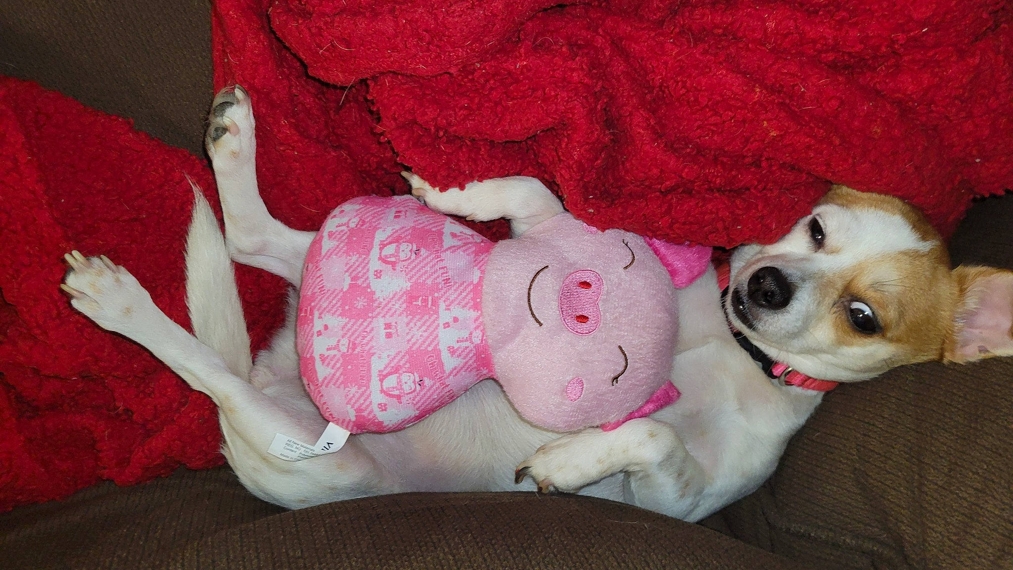 Baby is registered to the contest to win money with this photo: bedding, canidae, carmine, carnivore, comfort, companion_dog, dog, dog_breed, dog_supply, fawn, fur, human_leg, linens, magenta, mammal, paw, pink, stuffed_toy, toy_dog, working_animal