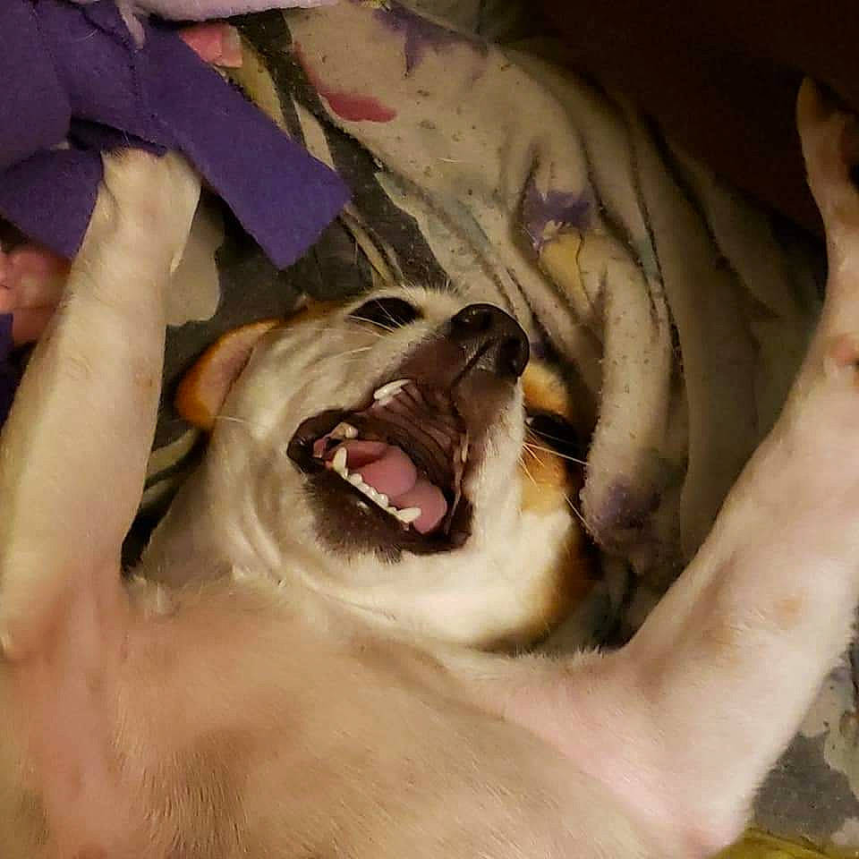 Baby is registered to the contest to win money with this photo: carnivore, chest, companion_dog, dog, dog_breed, fang, fawn, fun, gesture, happy, jaw, roar, shout, smile, snout, terrestrial_animal, tooth, vertebrate, whiskers, yawn