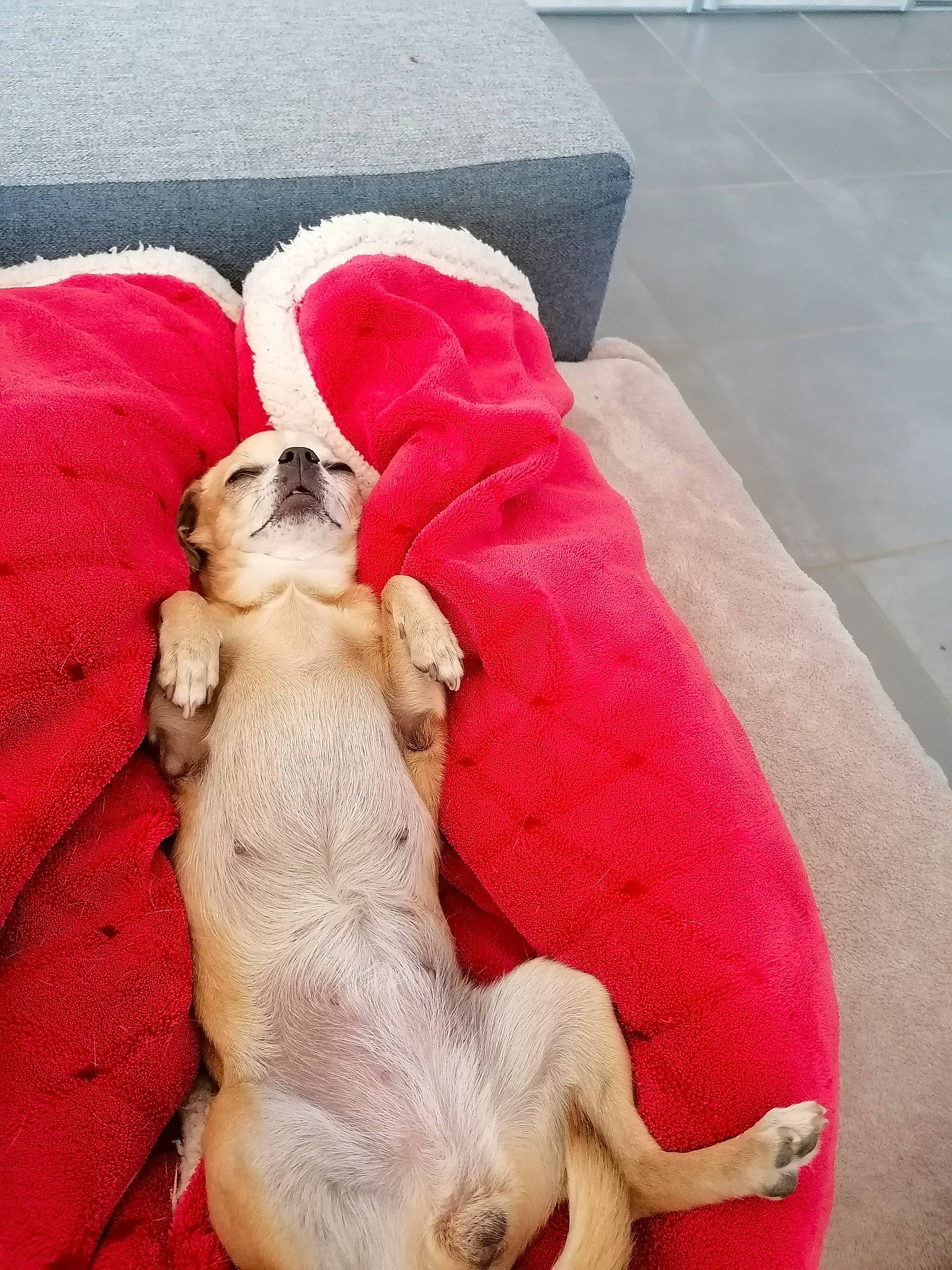 Inès a rejoint le concours — aidez-le/la à gagner de superbes lots ! canidae, carnivore, companion_dog, dog, dog_breed, fur, golden_retriever, labrador_retriever, love, nap, pink, puppy, puppy_love, red, retriever, sleep, sporting_group, toy_dog