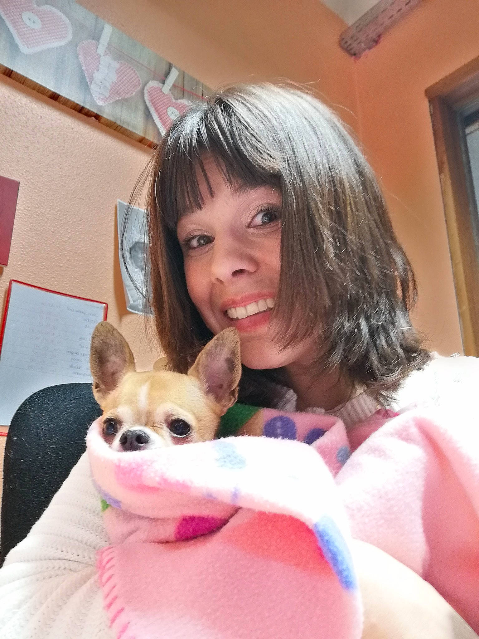 Inès participe au concours pour gagner de l'argent avec cette photo : canidae, carnivore, chihuahua, companion_dog, corgi_chihuahua, dog, dog_breed, ear, fawn, french_bulldog, mammal, non_sporting_group, puppy, puppy_love, skin, toy_dog, toy_fox_terrier