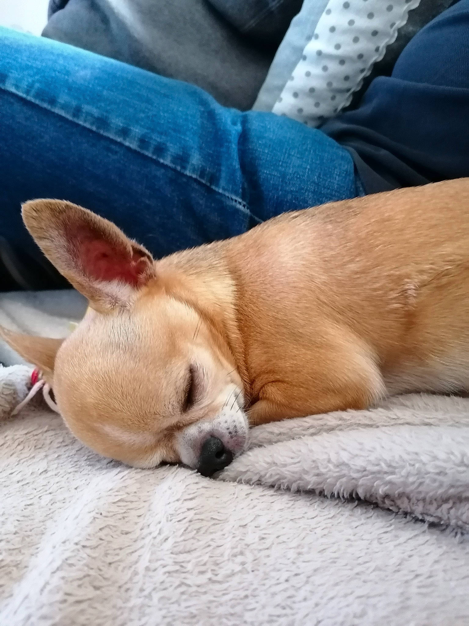 Inès participe au concours pour gagner de l'argent avec cette photo : canidae, carnivore, chihuahua, comfort, companion_dog, dog, dog_breed, ear, fawn, french_bulldog, mammal, nap, non_sporting_group, puppy, puppy_love, sleep, snout, toy_dog