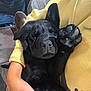 puppy, black_dog, sleeping, paw, person, arms, yellow_sweatshirt, indoor, cozy, cute, pet, animal, fur, napping, hand, closeup, adorable, face, resting, companion