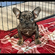 Bohdi is registered to the contest to win money with this photo: animal, blanket, brindle_coat, brown_fur, camera_facing, cute, dog, floor, french_bulldog, front_facing, home, indoors, large_ears, pet, playpen, portrait, puppy, red_blanket, short_muzzle, sitting