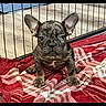 animal, blanket, brindle_coat, brown_fur, camera_facing, cute, dog, floor, french_bulldog, front_facing, home, indoors, large_ears, pet, playpen, portrait, puppy, red_blanket, short_muzzle, sitting