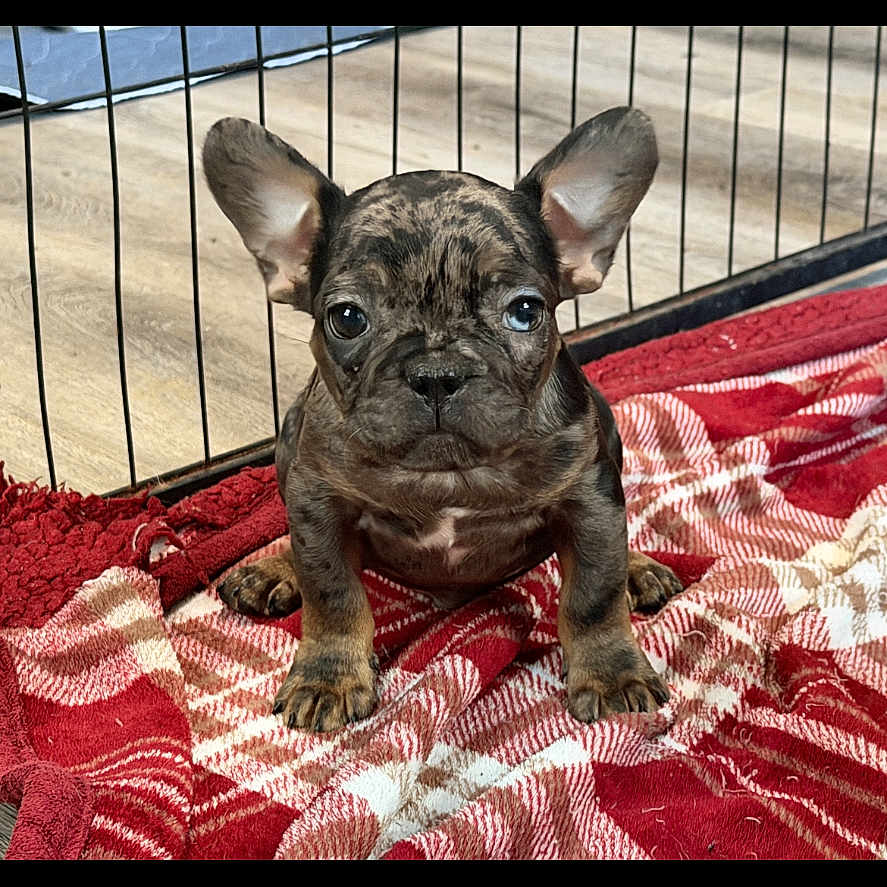 Bohdi