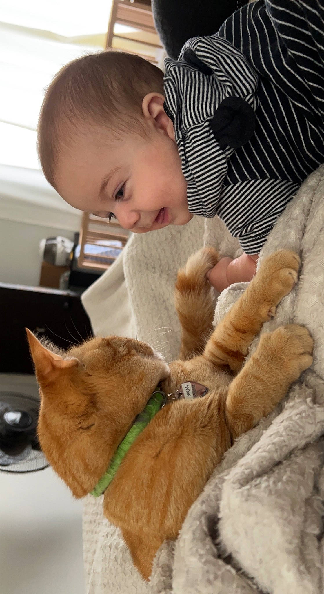 Gray joined the competition — help win amazing prizes! cat, collar, companion_dog, dog_breed, ear, fawn, felidae, gesture, hair, happy, head, mammal, person, skin, small_to_medium_sized_cats, snout, tail, toddler, vertebrate, whiskers