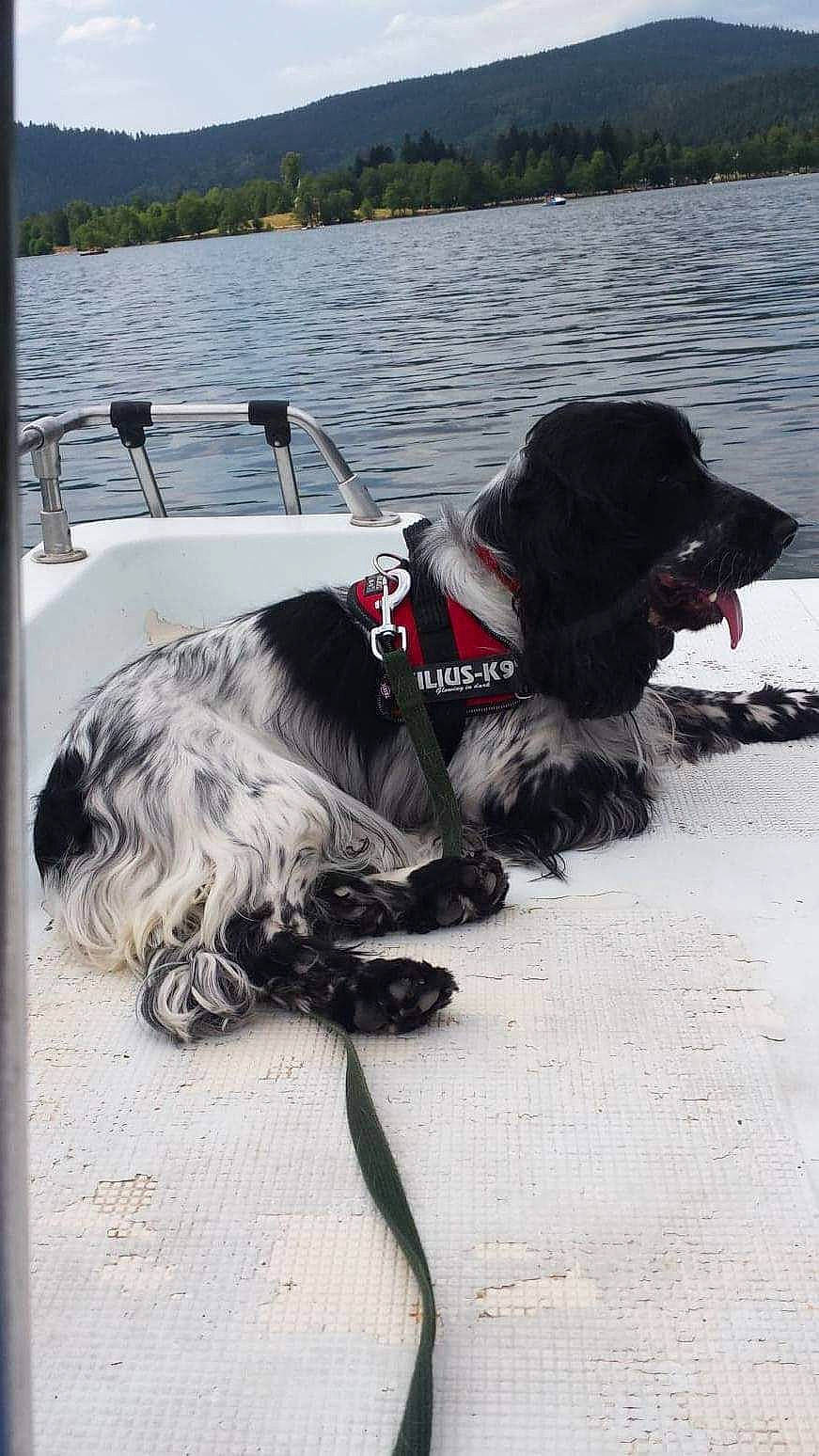 Loki participe au concours pour gagner de l'argent avec cette photo : canidae, carnivore, dog, dog_breed, leash, rare_breed_dog, spaniel, sporting_group, stabyhoun, vehicle, water