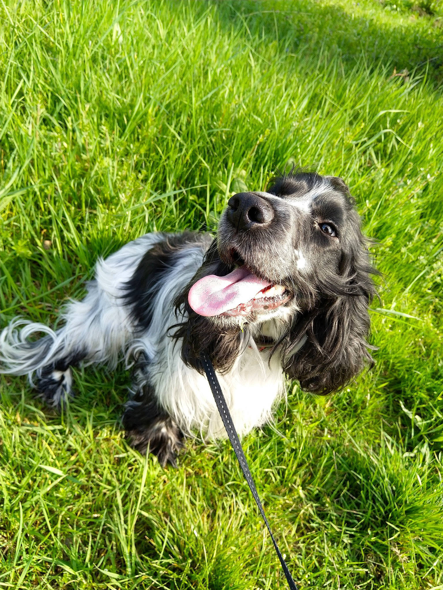 Loki a rejoint le concours — aidez-le/la à gagner de superbes lots ! blue_picardy_spaniel, canidae, carnivore, cocker_spaniel, companion_dog, dog, dog_breed, english_cocker_spaniel, english_springer_spaniel, french_spaniel, german_spaniel, grass, mammal, rare_breed_dog, russian_spaniel, small_munsterlander, snout, spaniel, sporting_group, vertebrate