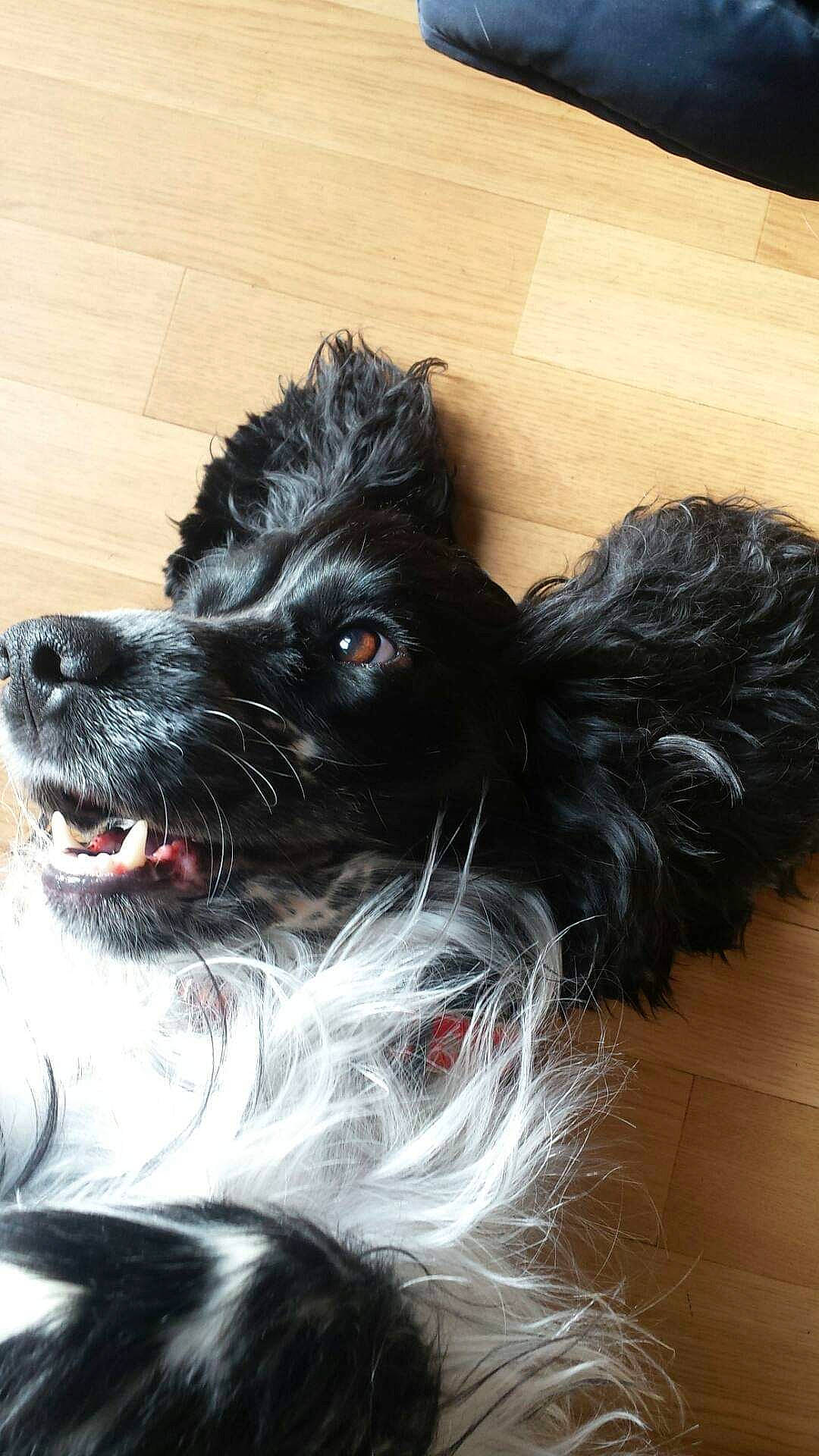 Loki a rejoint le concours — aidez-le/la à gagner de superbes lots ! affenpinscher, black, bolonka, canidae, carnivore, companion_dog, dog, dog_breed, fur, mammal, miniature_schnauzer, puppy, rare_breed_dog, schnauzer, schnoodle, scottish_terrier, snout, sporting_group, terrier, vertebrate
