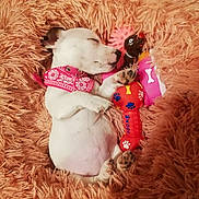 Uxie a rejoint le concours — aidez-le/la à gagner de superbes lots ! ball, canidae, carnivore, collar, companion_dog, dog, dog_breed, dog_clothes, dog_collar, dog_supply, fawn, fur, grass, pet_supply, snout, sporting_group, stuffed_toy, toy, toy_dog, working_animal