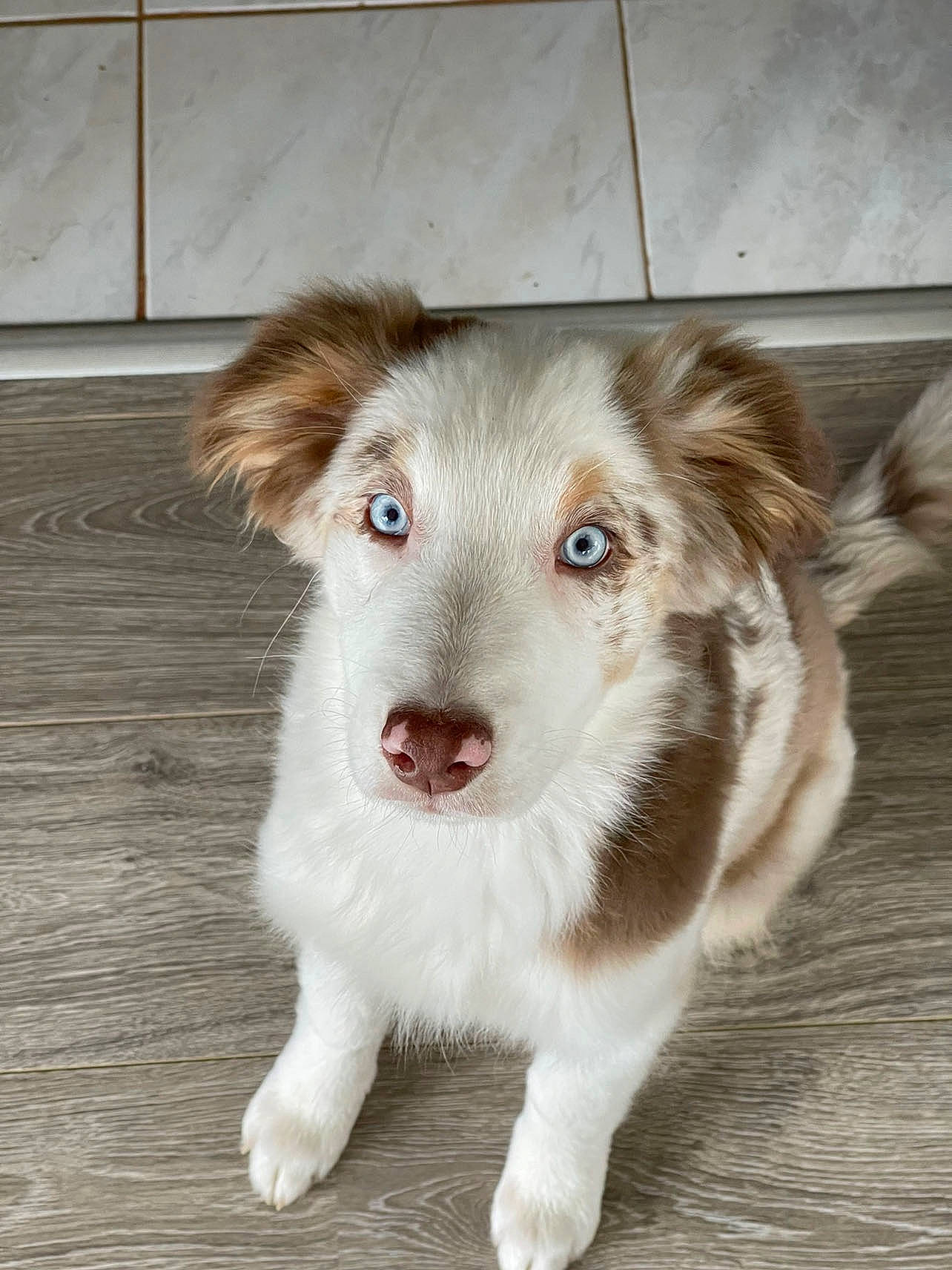 Savanna a rejoint le concours — aidez-le/la à gagner de superbes lots ! canidae, carnivore, companion_dog, dog, dog_breed, fang, fawn, fur, hardwood, paw, puppy, sporting_group, terrestrial_animal, whiskers, wood, working_animal