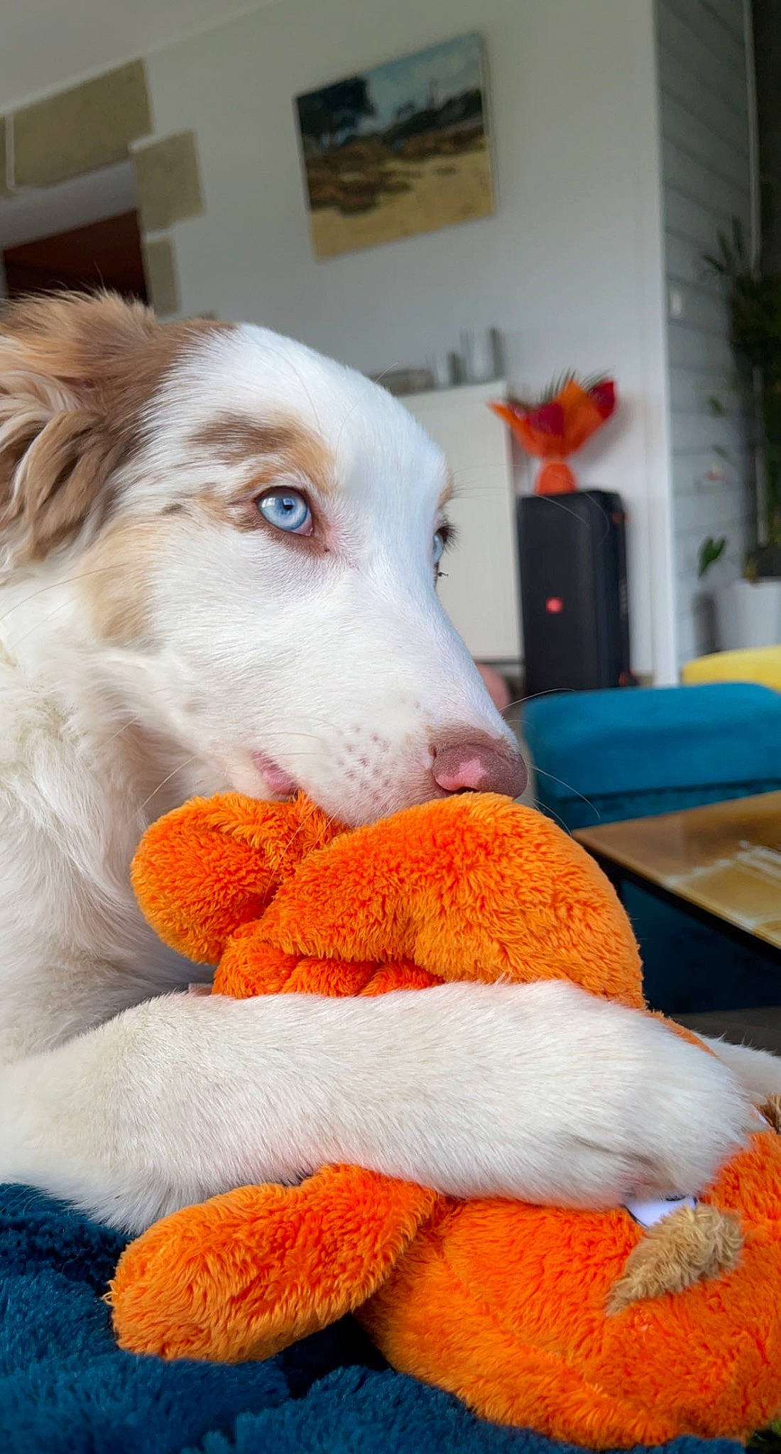 Savanna participe au concours pour gagner de l'argent avec cette photo : ball, canidae, carnivore, comfort, companion_dog, dog, dog_breed, dog_supply, fawn, flooring, fur, houseplant, linens, plant, snout, stuffed_toy, textile, toy, whiskers, working_animal