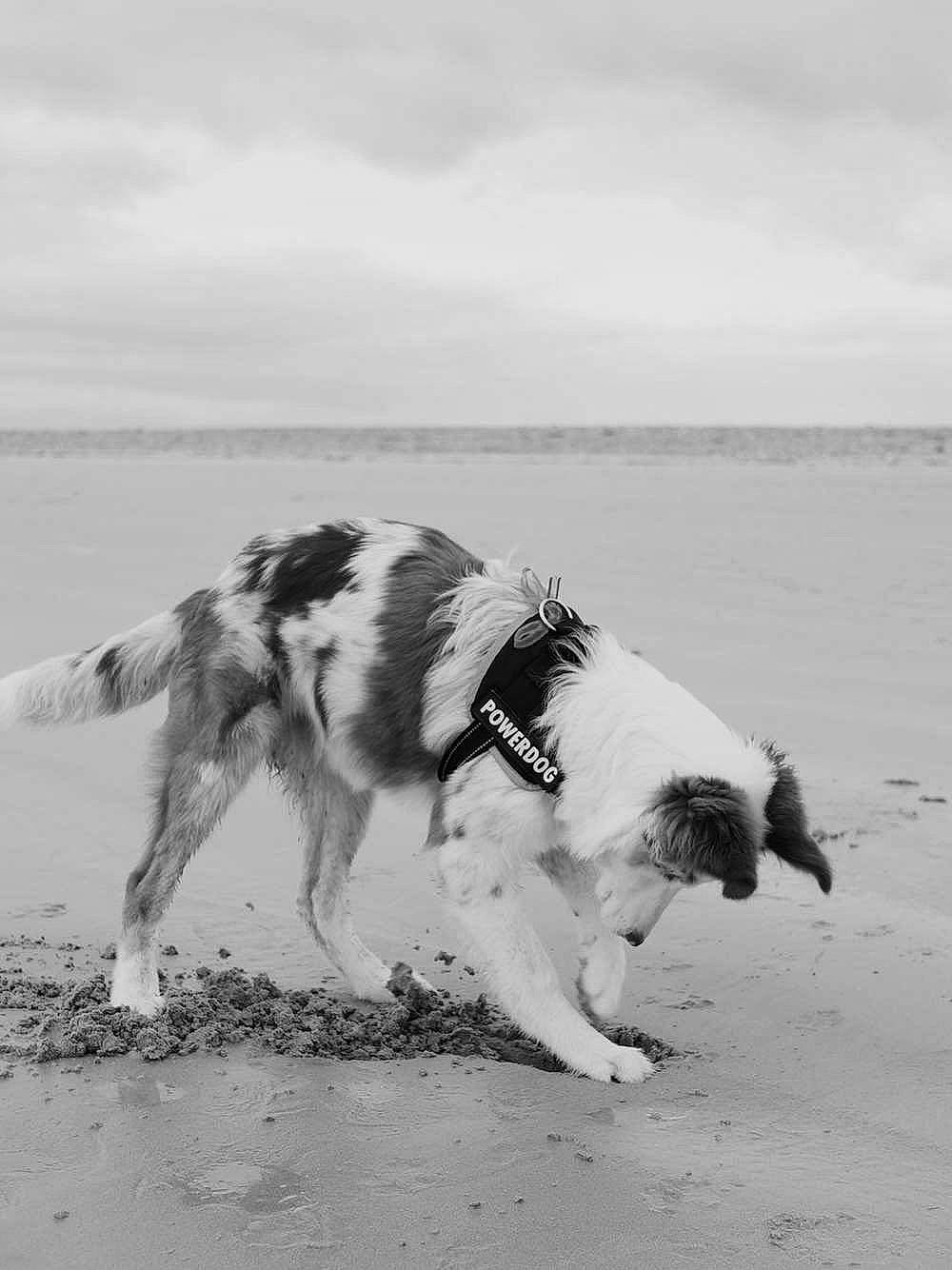 Savanna participe au concours pour gagner de l'argent avec cette photo : beach, body_of_water, border_collie, canidae, carnivore, cloud, collar, companion_dog, dog, dog_breed, herding_dog, horizon, monochrome, monochrome_photography, ocean, sky, snout, sporting_group, water, wind_wave