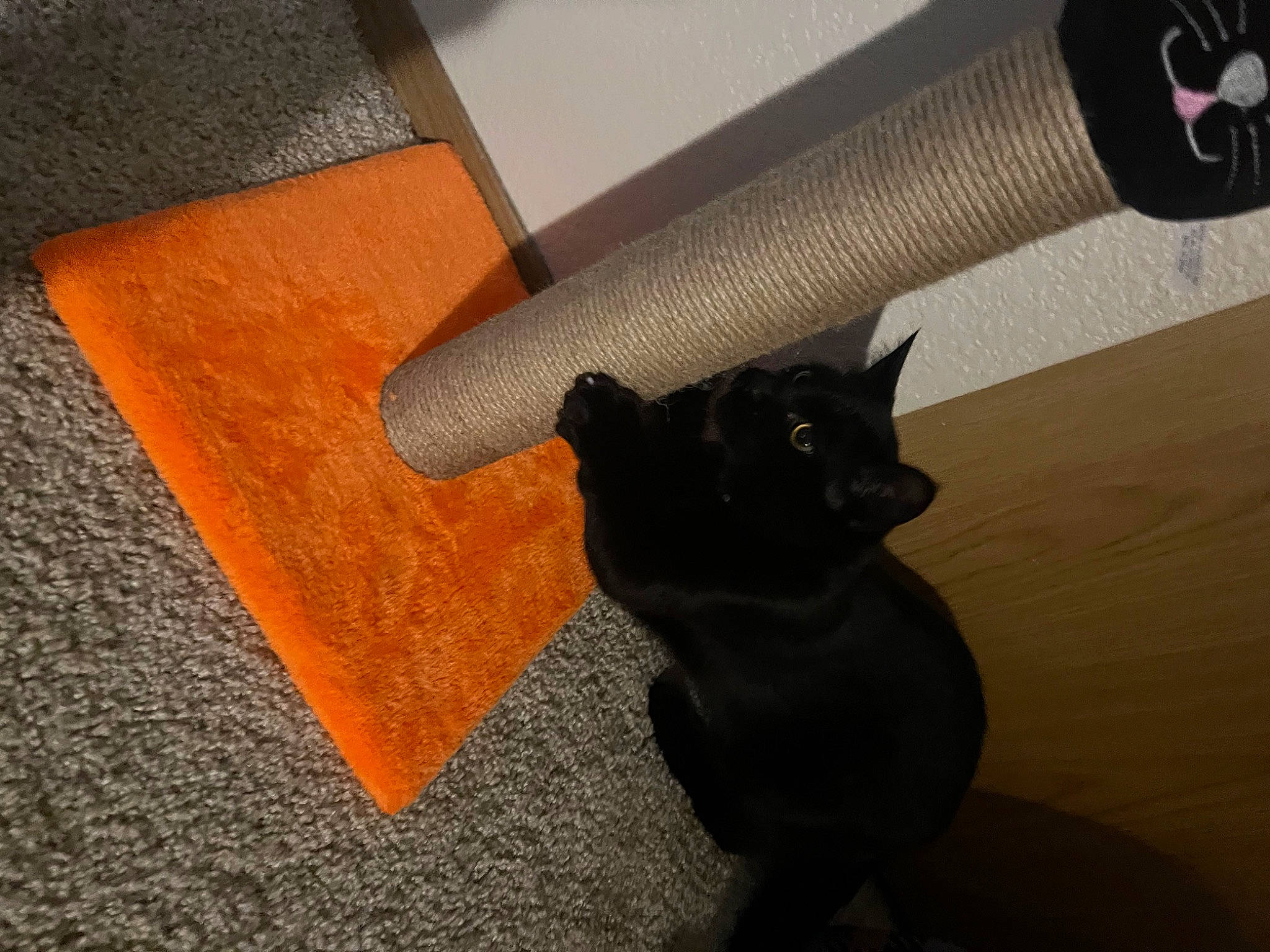 Ninja joined the competition — help win amazing prizes! black_cat, carnivore, cat, comfort, dog_breed, domestic_short_haired_cat, felidae, floor, flooring, fur, grey, hardwood, mammal, room, shadow, small_to_medium_sized_cats, tail, terrestrial_animal, whiskers, wood