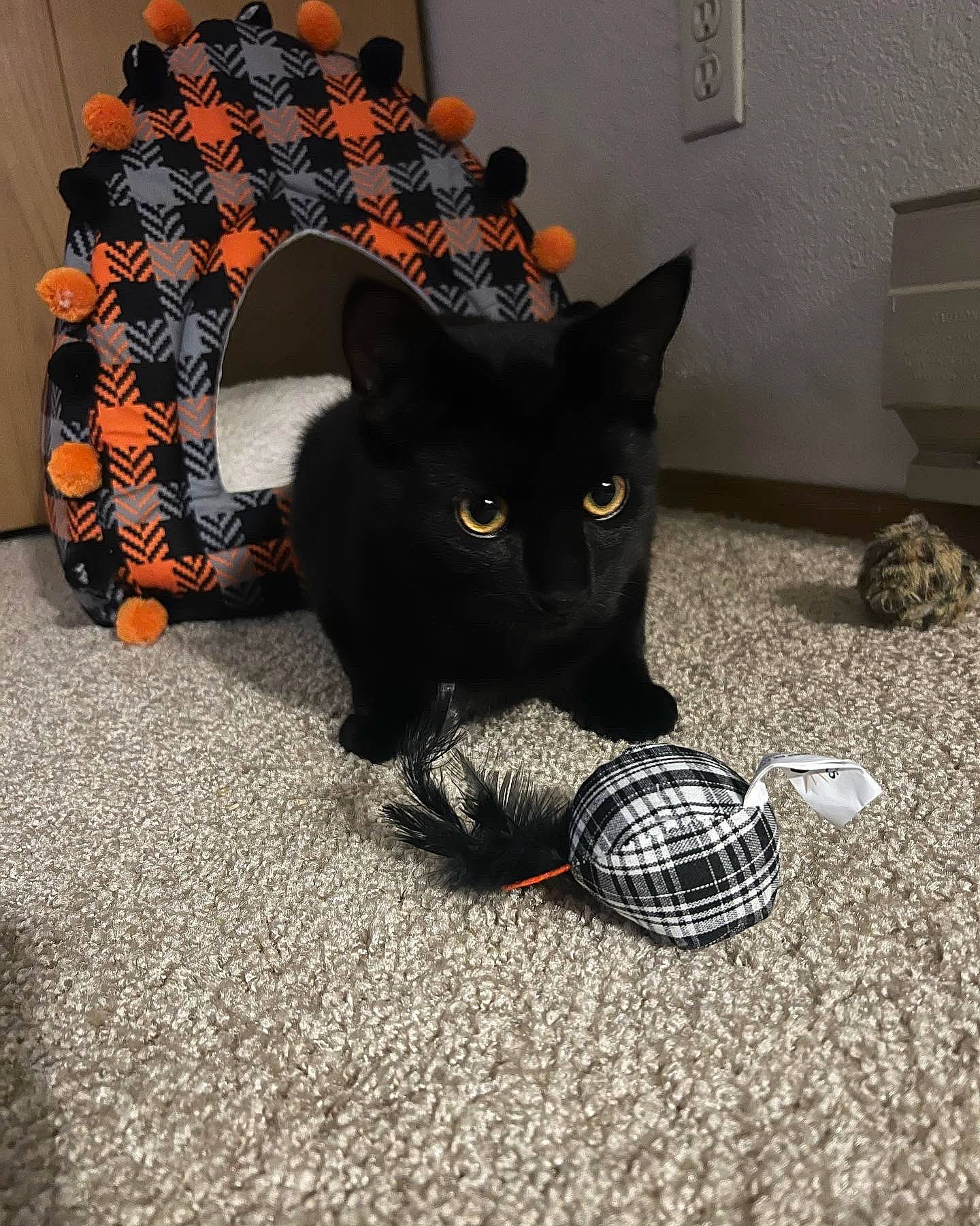 Ninja joined the competition — help win amazing prizes! black_cat, bombay, carnivore, cat, comfort, domestic_short_haired_cat, felidae, floor, flooring, fur, grey, mammal, pattern, sitting, small_to_medium_sized_cats, tail, tree, vertebrate, whiskers, wood