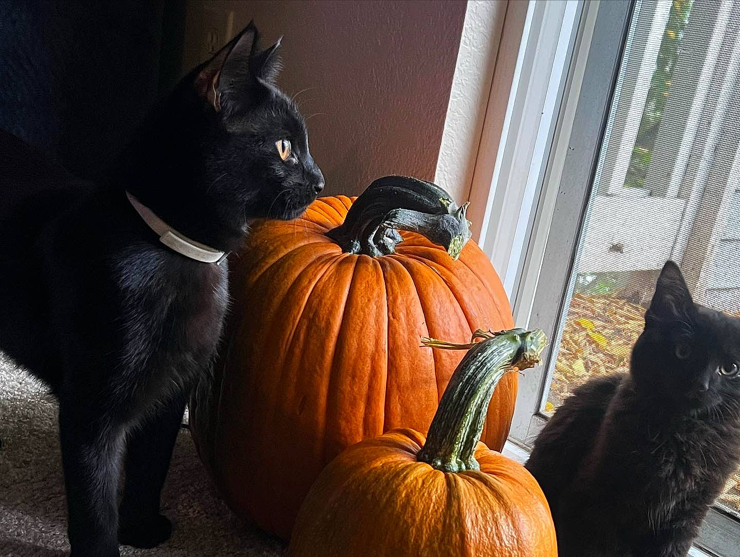 Ninja joined the competition — help win amazing prizes! calabaza, carnivore, cat, creative_arts, cucurbita, felidae, flowerpot, gourd, grey, mammal, natural_foods, orange, plant, pumpkin, squash, tints_and_shades, vegetable, vertebrate, whiskers, winter_squash