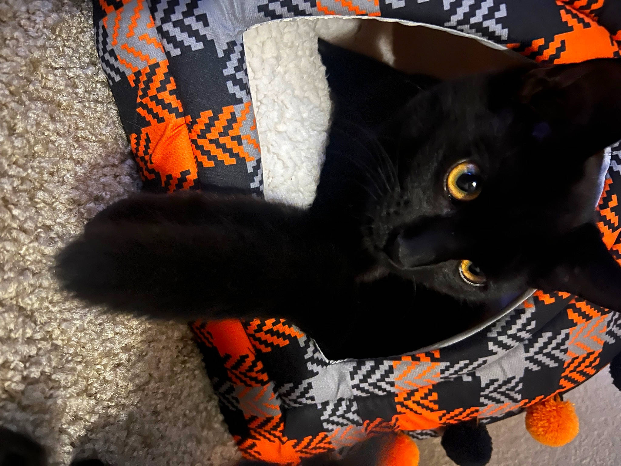 Ninja joined the competition — help win amazing prizes! bag, black, black_cat, bombay, cap, carmine, carnivore, cat, comfort, fashion_accessory, felidae, fur, grey, headgear, orange, small_to_medium_sized_cats, tail, textile, whiskers, white