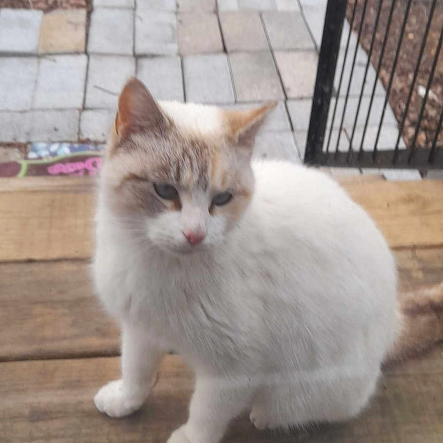 Faye is registered to the contest to win money with this photo: animal, architecture, backyard, building, cat, city, deck, house, housing, kitten, nature, outdoors, path, pet, plant, porch, pottedplant, shelter, slate, yard