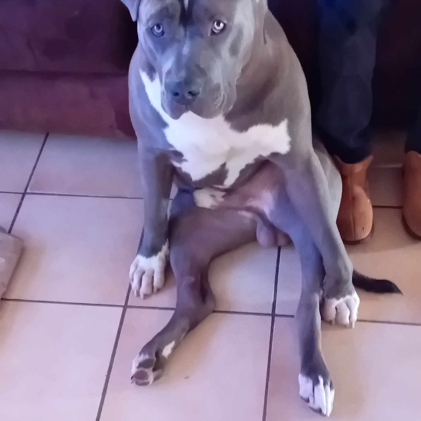 Vakia a rejoint le concours — aidez-le/la à gagner de superbes lots ! animal, bostonbull, boxer, boy, bulldog, canine, child, dog, frenchbulldog, greatdane, indoors, interiordesign, male, person, pet, pitbull, puppy, snout