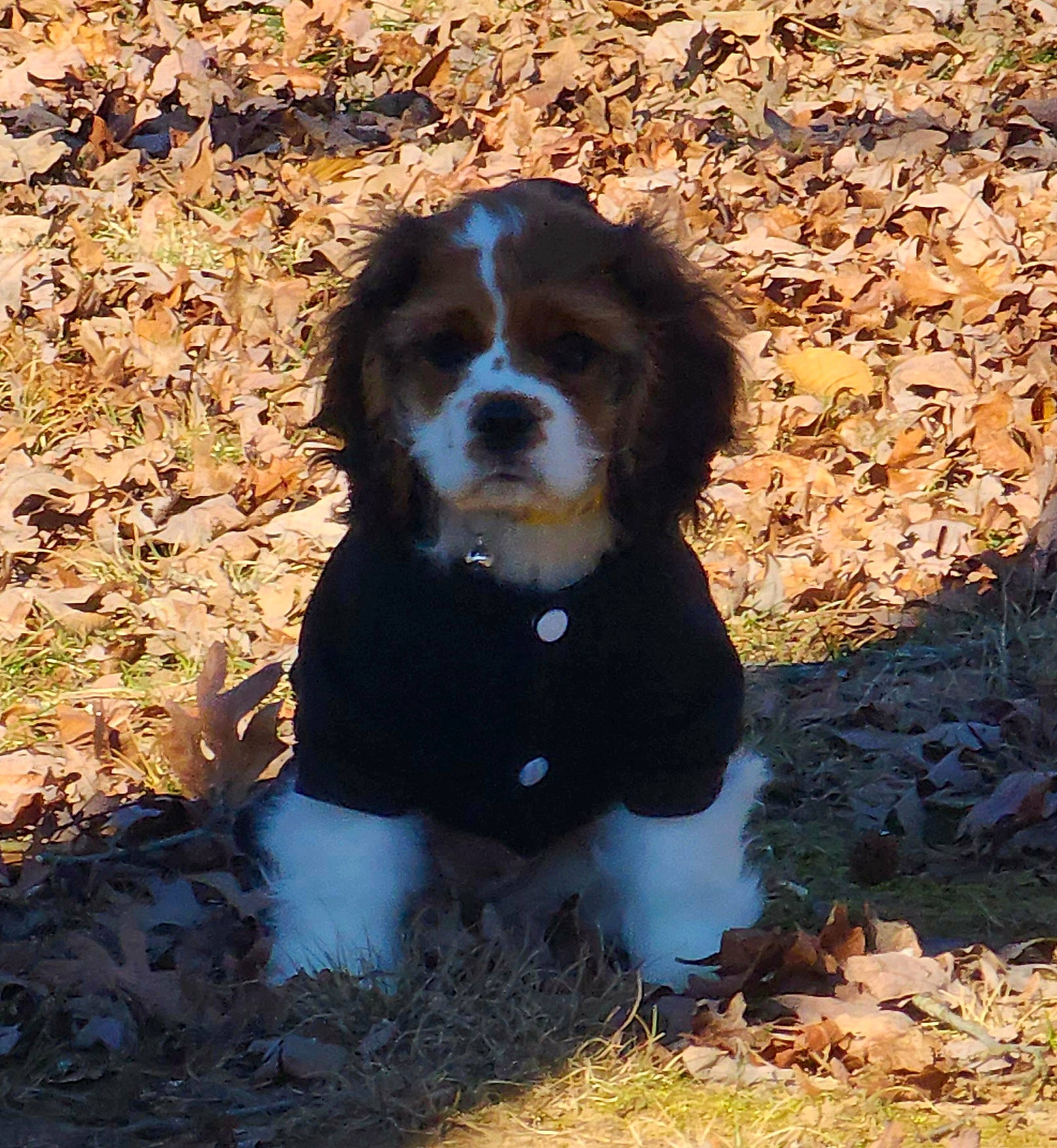 Chanel is registered to the contest to win money with this photo: canidae, carnivore, companion_dog, dog, dog_breed, fawn, fur, grass, gun_dog, hunting_dog, liver, snout, soil, spaniel, sporting_group, terrestrial_animal, tints_and_shades, working_animal