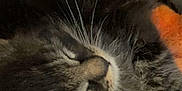Milo a rejoint le concours — aidez-le/la à gagner de superbes lots ! cat, tabby, sleeping, whiskers, close_up, pet, fur, cozy, blanket, resting, animal, cute, domestic, soft, feline, peaceful, relaxed, indoor, nap, companion