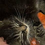 cat, tabby, sleeping, whiskers, close_up, pet, fur, cozy, blanket, resting, animal, cute, domestic, soft, feline, peaceful, relaxed, indoor, nap, companion