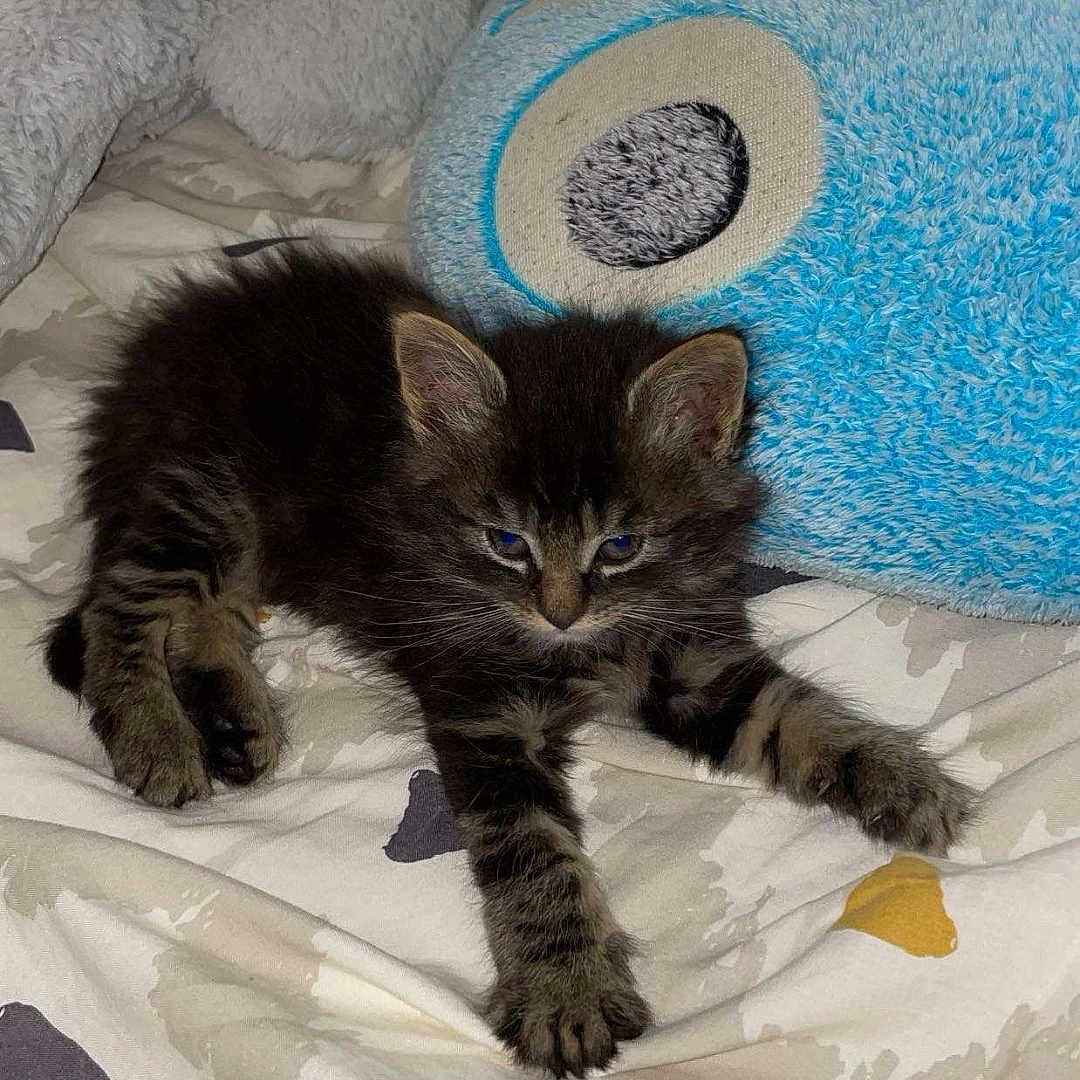 Milo participe au concours pour gagner de l'argent avec cette photo : animal, bed, blanket, cat, cozy, cute, domestic, feline, fur, indoor, kitten, paw, pet, plush_toy, resting, sleepy, soft_toy, tabby, whiskers, young_animal