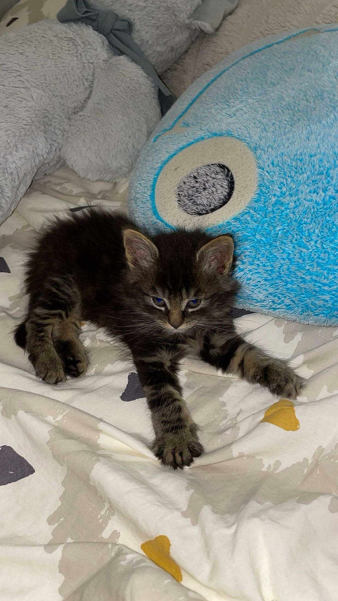 Milo participe au concours pour gagner de l'argent avec cette photo : kitten, cat, tabby, feline, pet, animal, bed, blanket, plush_toy, soft_toy, indoor, cute, sleepy, resting, fur, paw, whiskers, young_animal, cozy, domestic