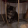 Milo a rejoint le concours — aidez-le/la à gagner de superbes lots ! kitten, cat, furniture, floor, indoor, pet, animal, young, curious, shy, cozy, cage_like, golden_bars, red_cushion, small, fluffy, cute, domestic, resting, hiding