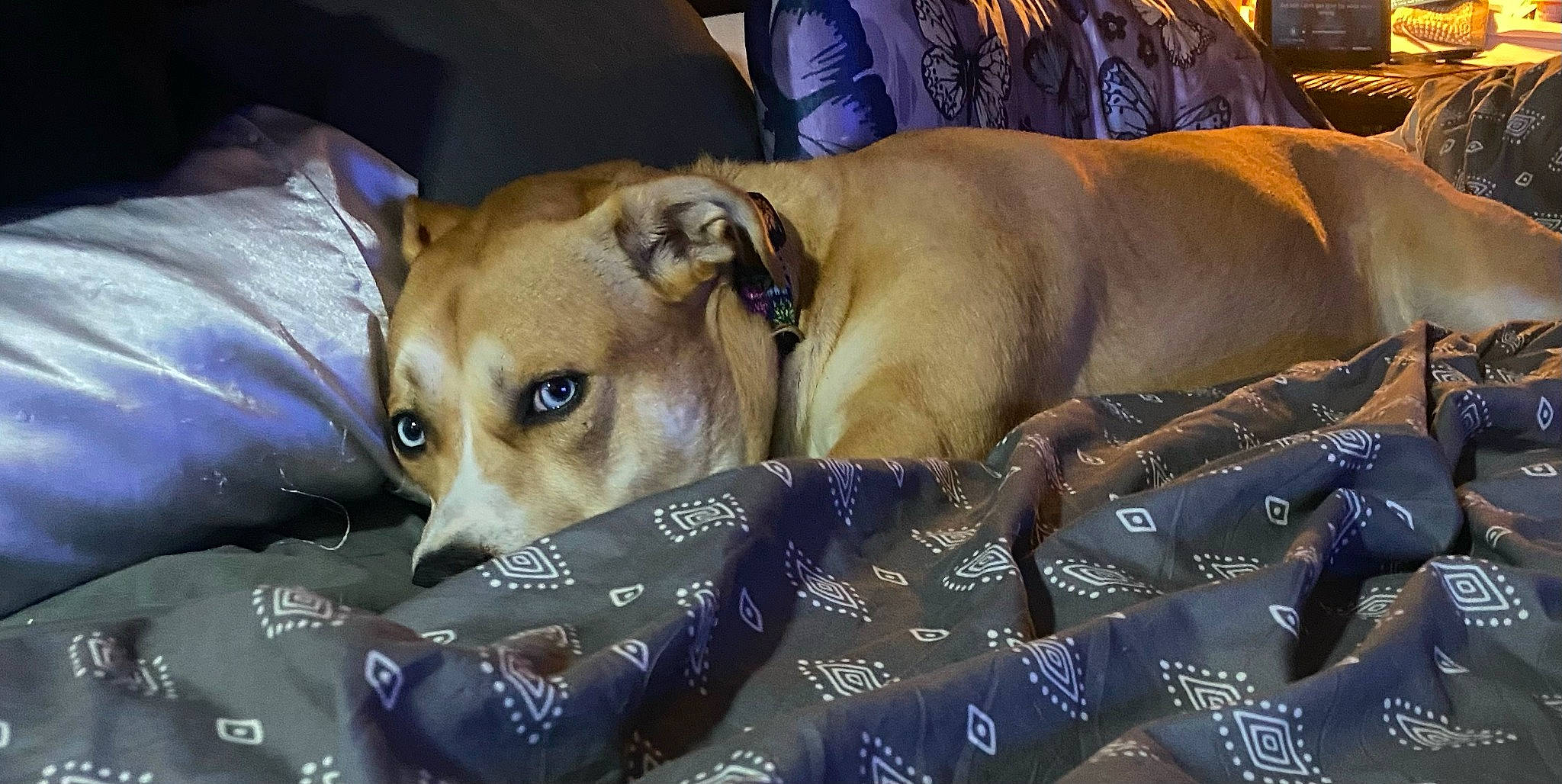 Danza Lee is registered to the contest to win money with this photo: canidae, carnivore, collar, comfort, companion_dog, dog, dog_breed, dog_collar, dog_supply, fawn, fur, guard_dog, non_sporting_group, snout, sporting_group, terrestrial_animal, toy_dog, whiskers, working_animal