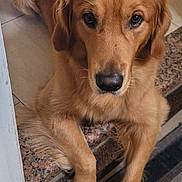 Zeus is registered to the contest to win money with this photo: dog, golden_retriever, pet, animal, canine, indoor, floor, tile, carpet, step, fur, mammal, looking_up, portrait, paw, cute, friendly, domestic, relaxed, house