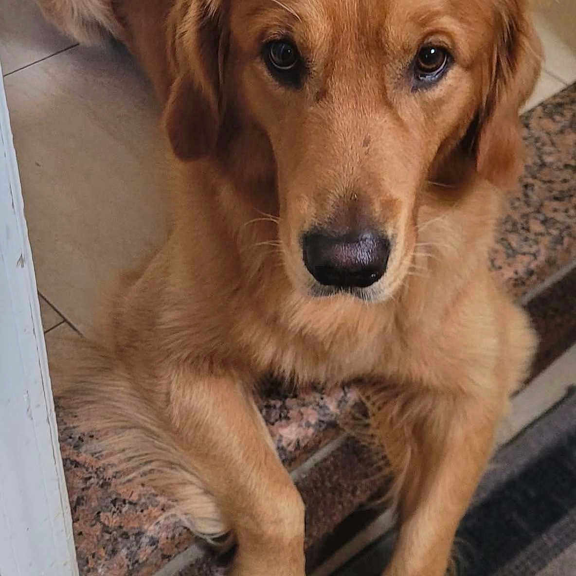 Zeus is registered to the contest to win money with this photo: dog, golden_retriever, pet, animal, canine, indoor, floor, tile, carpet, step, fur, mammal, looking_up, portrait, paw, cute, friendly, domestic, relaxed, house