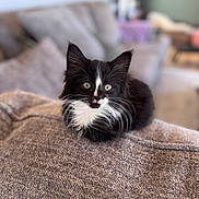 Max is registered to the contest to win money with this photo: animal, black_and_white, blanket, cat, cozy, curious, cute, domestic, eyes, fur, furniture, indoor, kitten, living_room, pet, resting, small, soft_focus, whiskers, young