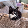 animal, black_and_white, blanket, cat, cozy, curious, cute, domestic, eyes, fur, furniture, indoor, kitten, living_room, pet, resting, small, soft_focus, whiskers, young