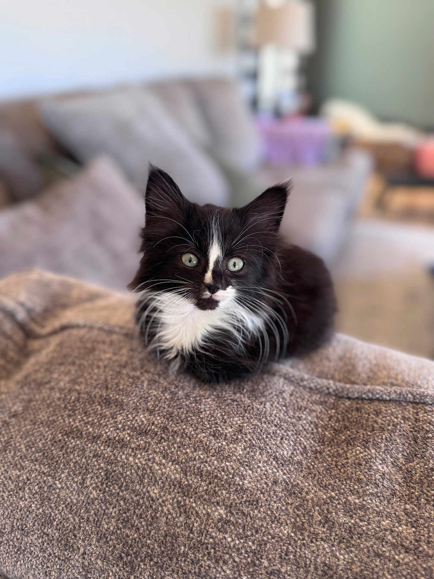 Max is registered to the contest to win money with this photo: animal, black_and_white, blanket, cat, cozy, curious, cute, domestic, eyes, fur, furniture, indoor, kitten, living_room, pet, resting, small, soft_focus, whiskers, young