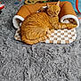 animal, carpet, cat, cozy, curious, cute, domestic_cat, feline, fluffy_cat, gray_rug, home, indoor, orange_tabby, pet_bed, playful, relaxed, resting, sleeping, soft_texture, toys