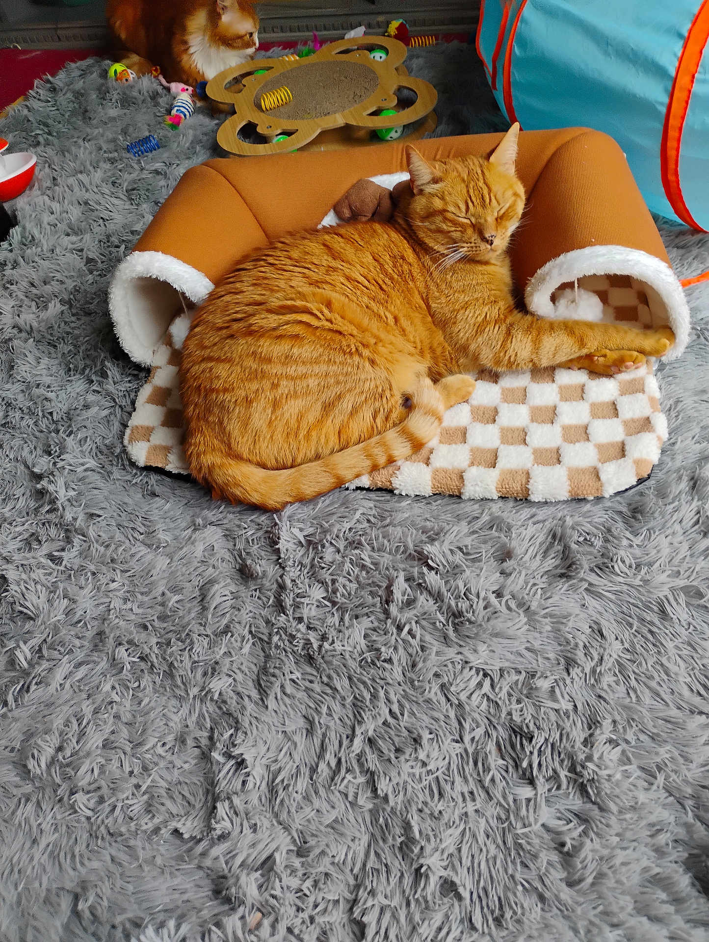Caramel participe au concours pour gagner de l'argent avec cette photo : cat, orange_tabby, sleeping, cozy, indoor, carpet, gray_rug, pet_bed, toys, curious, fluffy_cat, relaxed, feline, animal, domestic_cat, soft_texture, resting, cute, playful, home