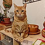 animal, bowl, calm, cat, curious, domestic_cat, eggs, feline, furniture, home_decor, houseplant, indoor, orange_tabby, pet, portrait, pottery, sitting, still_life, tabletop, wooden_shelf