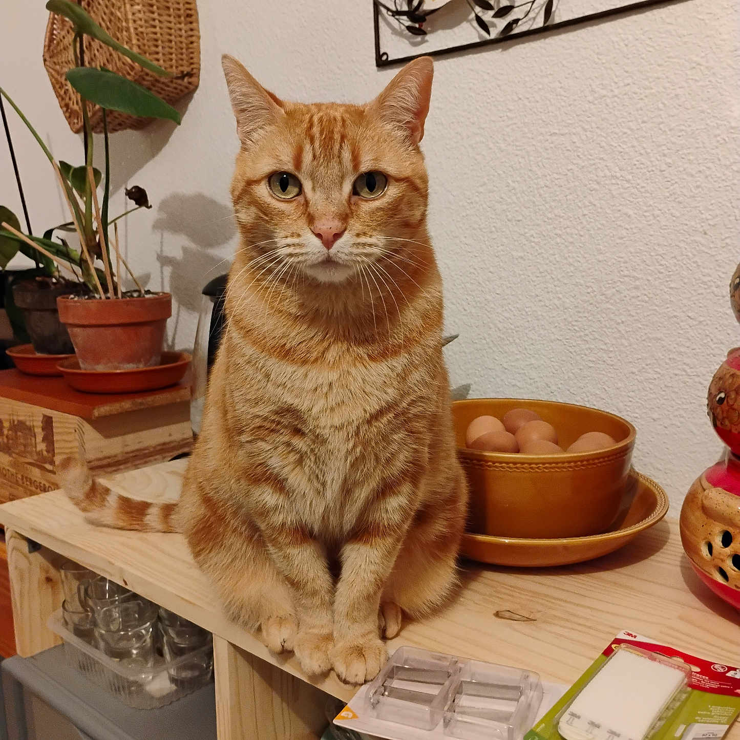Yoda participe au concours pour gagner de l'argent avec cette photo : animal, bowl, calm, cat, curious, domestic_cat, eggs, feline, furniture, home_decor, houseplant, indoor, orange_tabby, pet, portrait, pottery, sitting, still_life, tabletop, wooden_shelf
