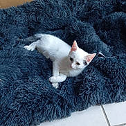 Oursin a rejoint le concours — aidez-le/la à gagner de superbes lots ! kitten, cat, white_cat, fluffy_blanket, blue_blanket, cardboard_box, indoor, pet, resting, cute, small_animal, fur, animal, young_cat, floor_tiles, relaxed, cozy, domestic_cat, whiskers, ears