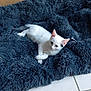 animal, blue_blanket, cardboard_box, cat, cozy, cute, domestic_cat, ears, floor_tiles, fluffy_blanket, fur, indoor, kitten, pet, relaxed, resting, small_animal, whiskers, white_cat, young_cat