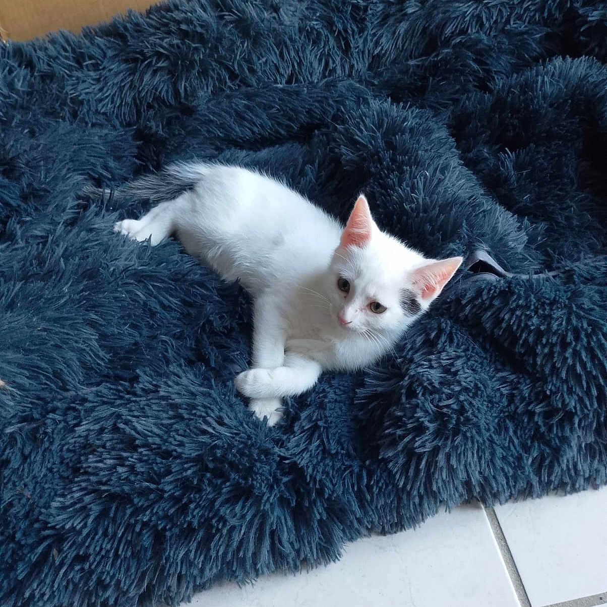 Oursin a rejoint le concours — aidez-le/la à gagner de superbes lots ! animal, blue_blanket, cardboard_box, cat, cozy, cute, domestic_cat, ears, floor_tiles, fluffy_blanket, fur, indoor, kitten, pet, relaxed, resting, small_animal, whiskers, white_cat, young_cat