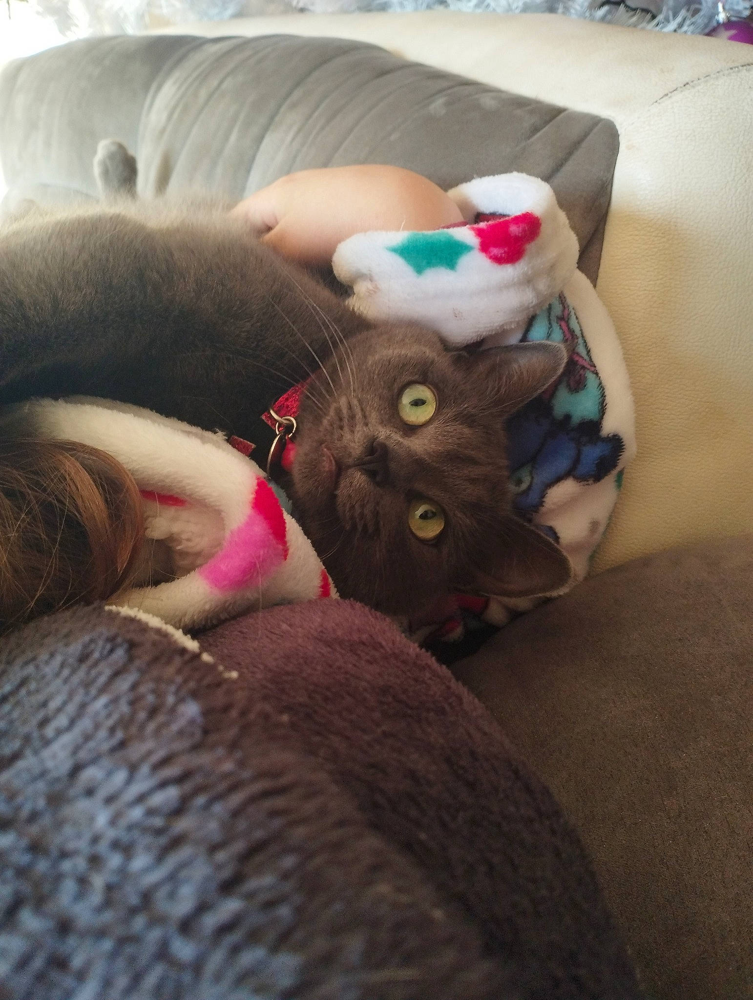 Calisse a rejoint le concours — aidez-le/la à gagner de superbes lots ! canidae, carnivore, cat, comfort, companion_dog, couch, dog_breed, fawn, felidae, fur, human_leg, leg, selfie, small_to_medium_sized_cats, snout, sporting_group, tail, thigh, toy, whiskers