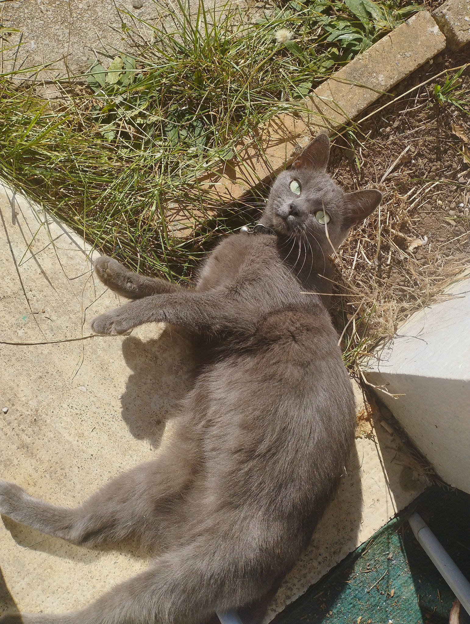 Calisse a rejoint le concours — aidez-le/la à gagner de superbes lots ! carnivore, cat, claw, comfort, domestic_short_haired_cat, fawn, felidae, fur, grass, liver, paw, plant, small_to_medium_sized_cats, snout, tail, terrestrial_animal, whiskers, wildlife, working_animal, zoo