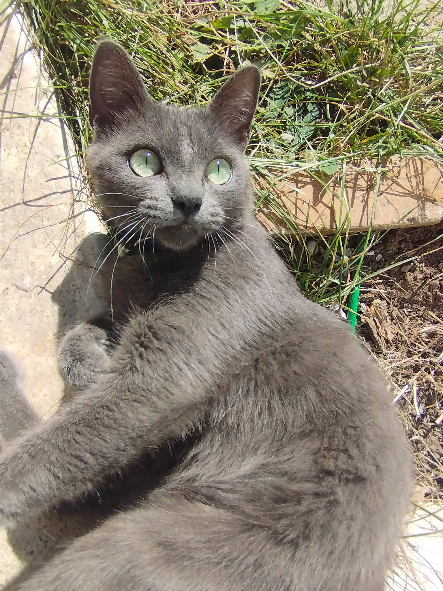 Calisse participe au concours pour gagner de l'argent avec cette photo : carnivore, cat, domestic_short_haired_cat, eye, felidae, fur, grass, grey, plant, russian_blue, small_to_medium_sized_cats, snout, terrestrial_animal, whiskers, wildlife, window