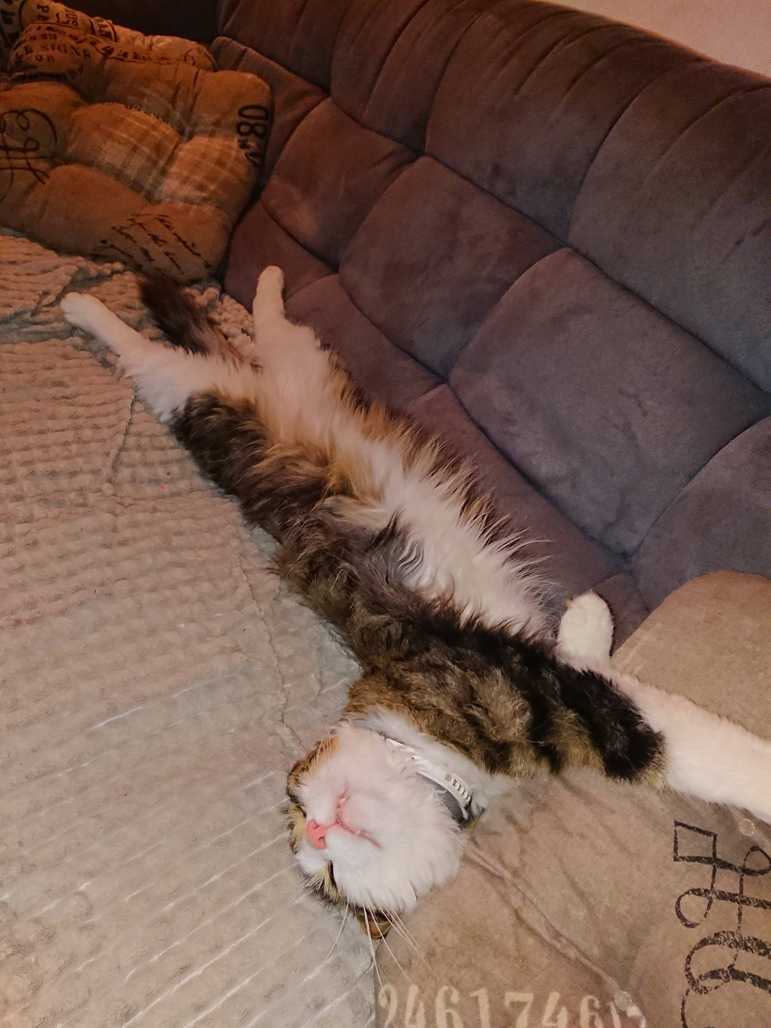 Mimi a rejoint le concours — aidez-le/la à gagner de superbes lots ! american_curl, carnivore, cat, couch, fawn, felidae, fur, kitten, maine_coon, norwegian_forest_cat, paw, small_to_medium_sized_cats, tail, whiskers